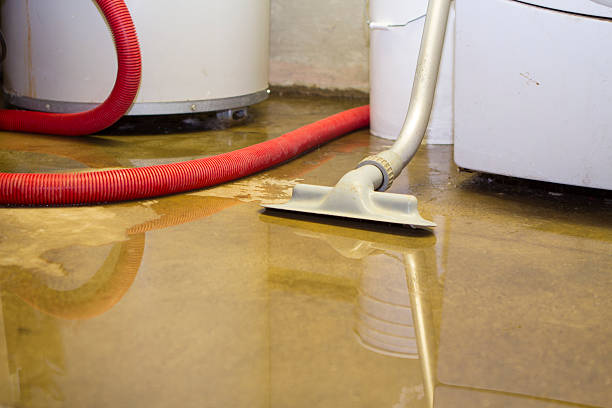 Best Mold removal after water damage  in Willow Grove, TX